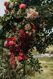 Lush romantic fall outdoor ceremony arbor of September cafe au lait dahlias, garden roses, and hanging amaranth in a burgundy and rust color palette decorated by Nectar and Root, Vermont wedding florist at Edson Hill in Stowe, Vermont.