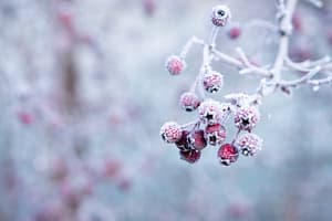 selective focus photo of frozen round red fruits