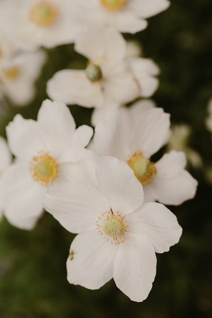 Anemone flowers by Nectar and Root, Vermont wedding florist at Shelburne Coach Barn in Shelburne, Vermont.